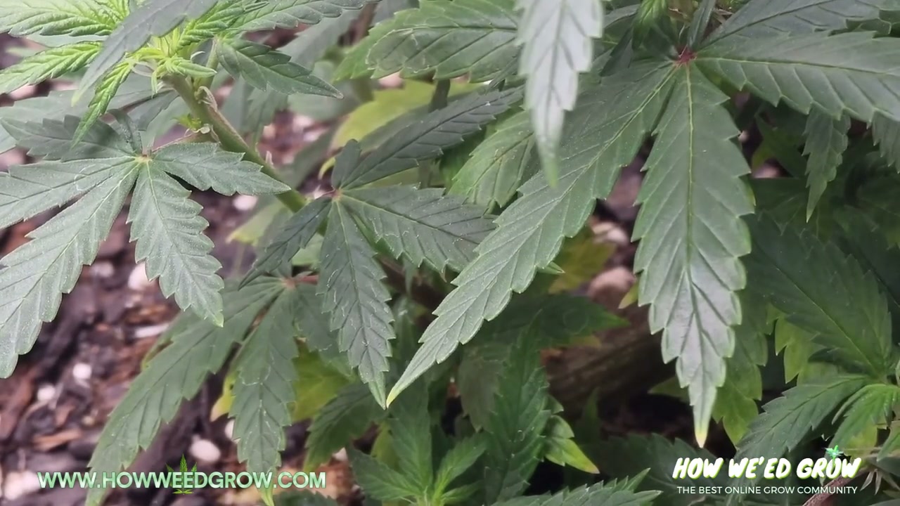 Cannabis branch with a formed node selected for a clone sex test