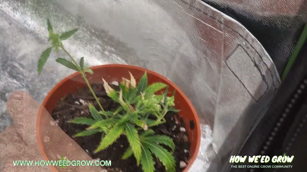 Small cannabis clone expressing flowers under a 12/12 light cycle