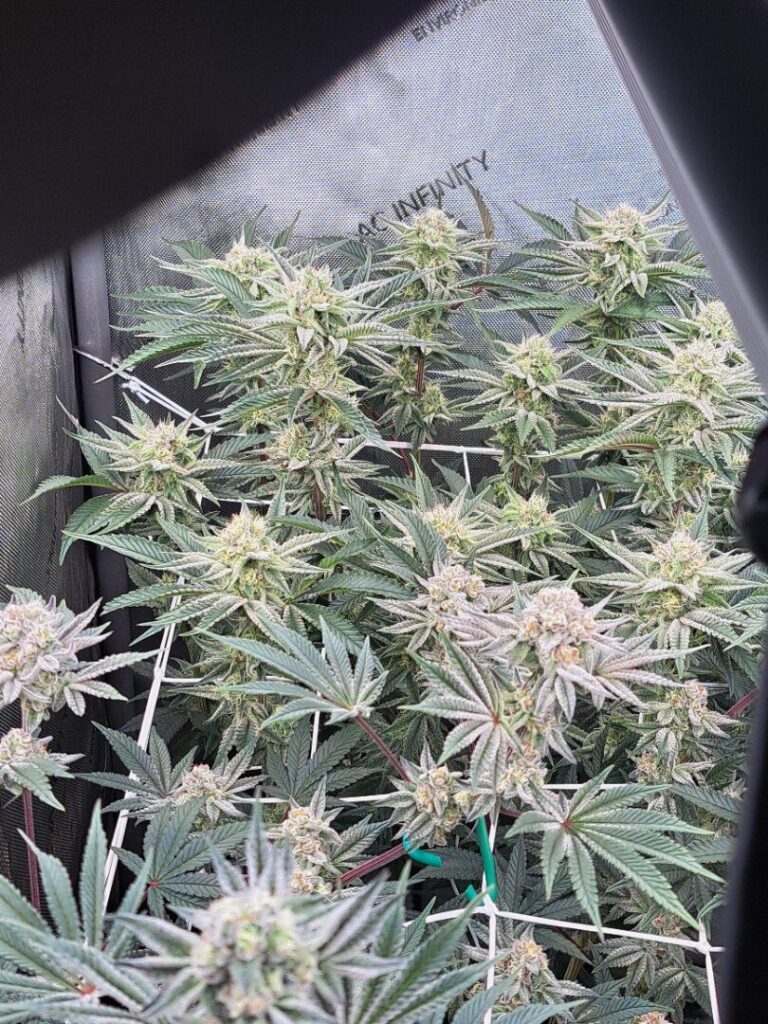 Photo shared by ukgrower1234