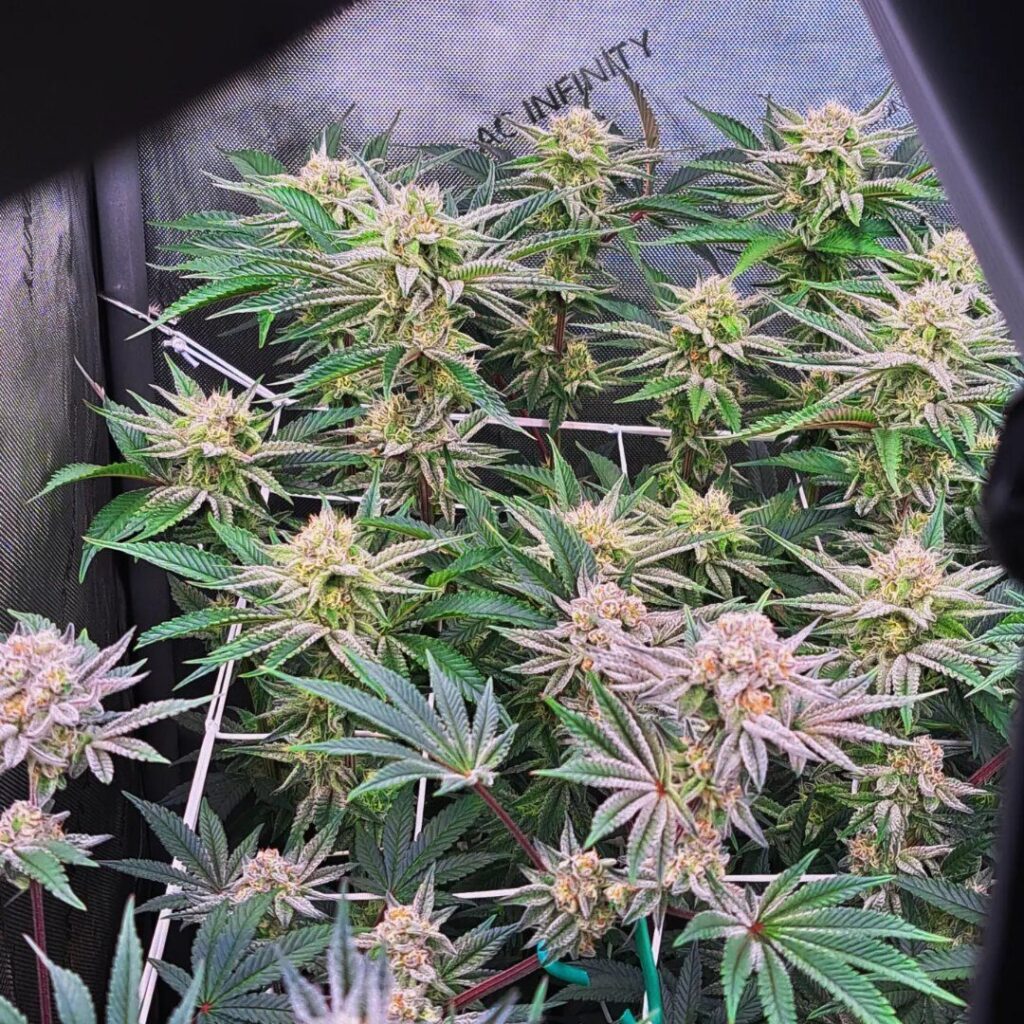 Photo shared by ukgrower1234
