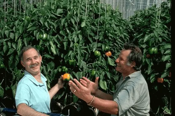 Lawrence Brooke and William Texier with tomatoes in a greenhouse