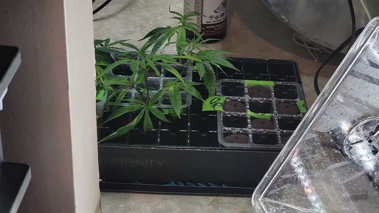 Actual HWGrow video still showing the received cuts in the propagation tray