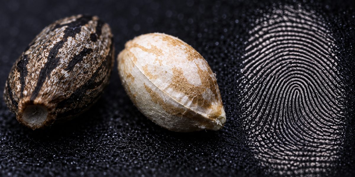 Two differently marked cannabis seeds beside a fingerprint on a dark surface