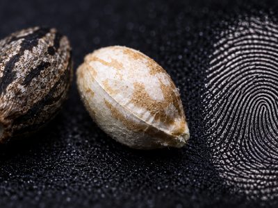 Two differently marked cannabis seeds beside a fingerprint on a dark surface