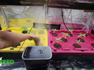 Actual Episode 2 frame showing seedlings in pink and yellow tote lids inside the grow tent