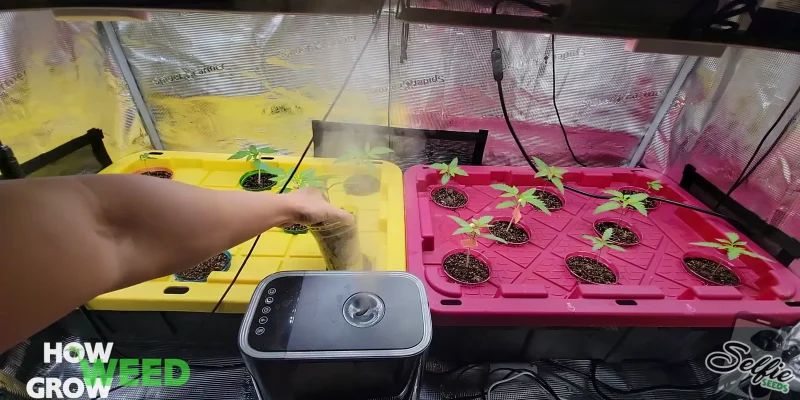 Actual Episode 2 frame showing seedlings in pink and yellow tote lids inside the grow tent