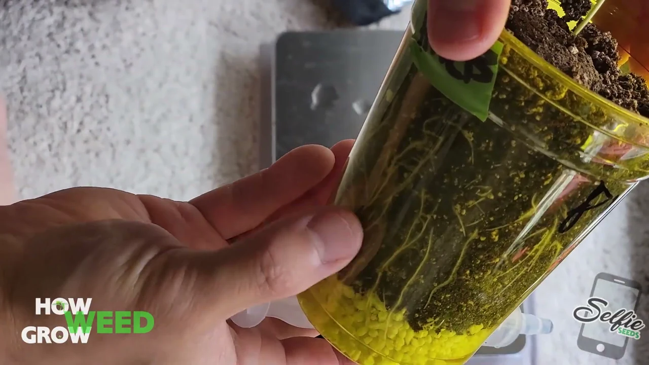 Actual Episode 2 frame showing roots visible through a clear yellow cup