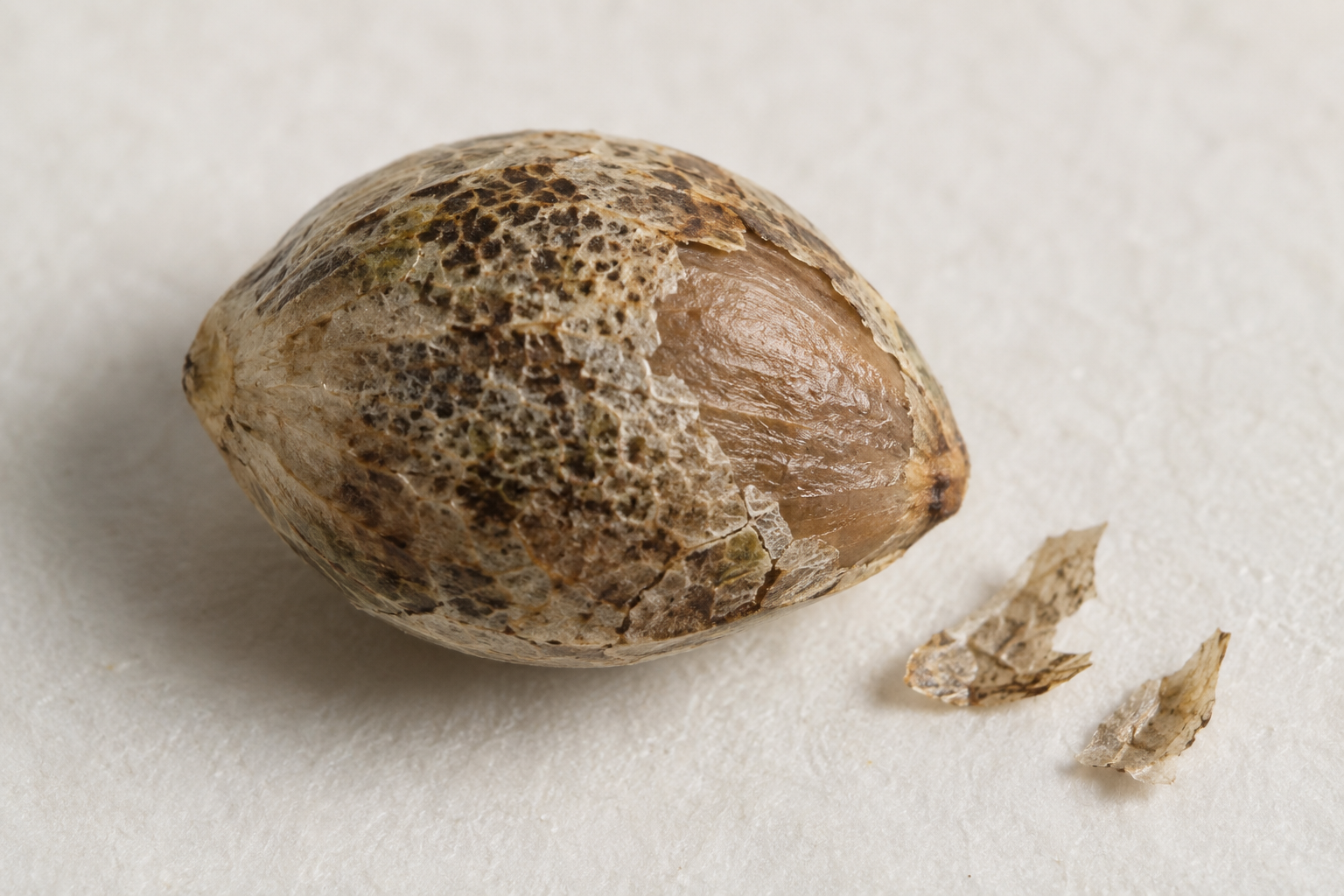 AI-generated botanical illustration of a mottled outer covering partly flaked from an intact achene