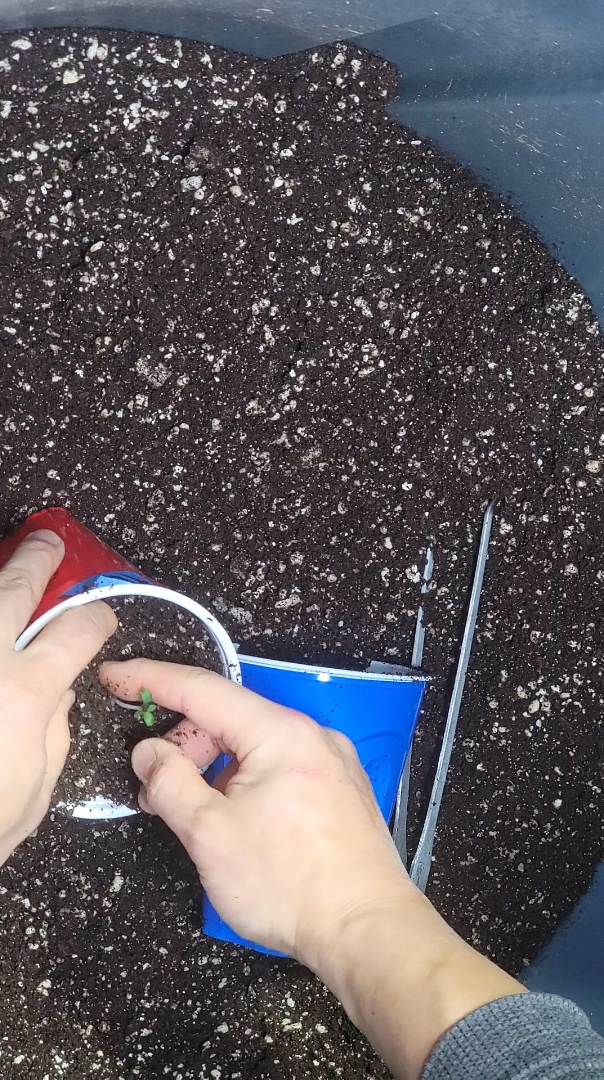 Selfie Seeds Solo cup journal — 2025-12-30 18:39:19