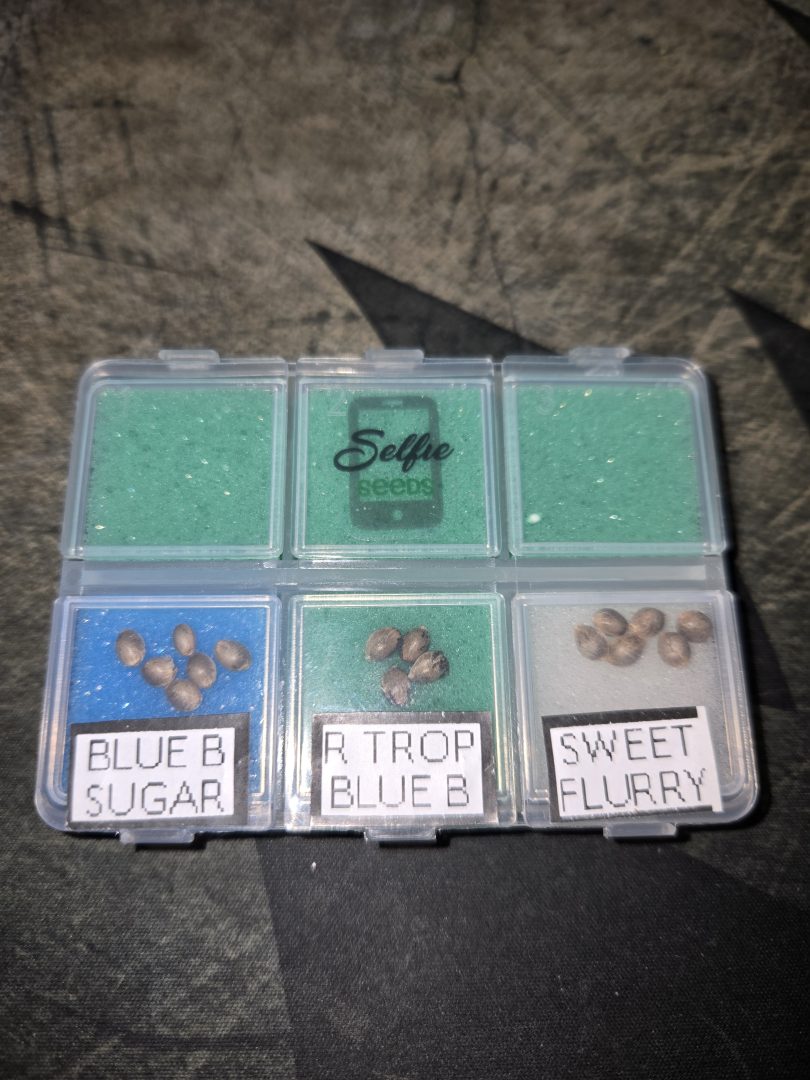 First Selfie Seeds Grow (Blueberry Sugar, Tropical Blueberry, and Sweet Flurry)