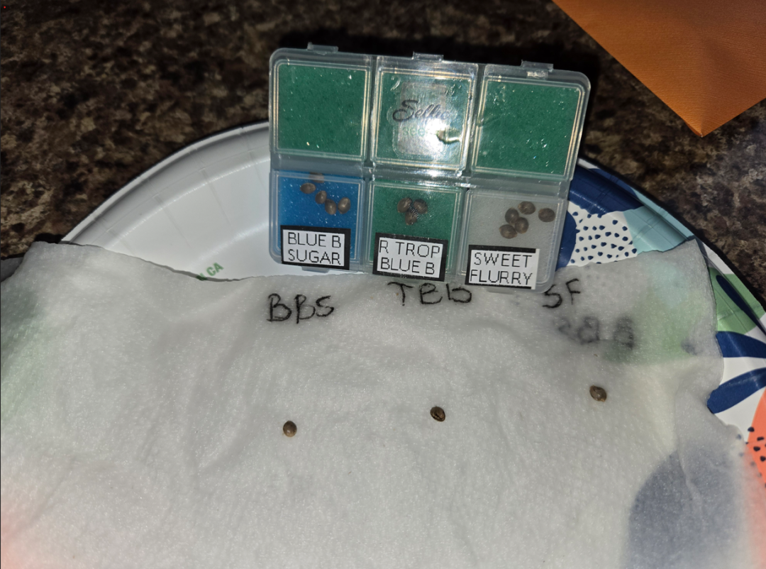 First Selfie Seeds Grow (Blueberry Sugar, Tropical Blueberry, and Sweet Flurry) — journal photo