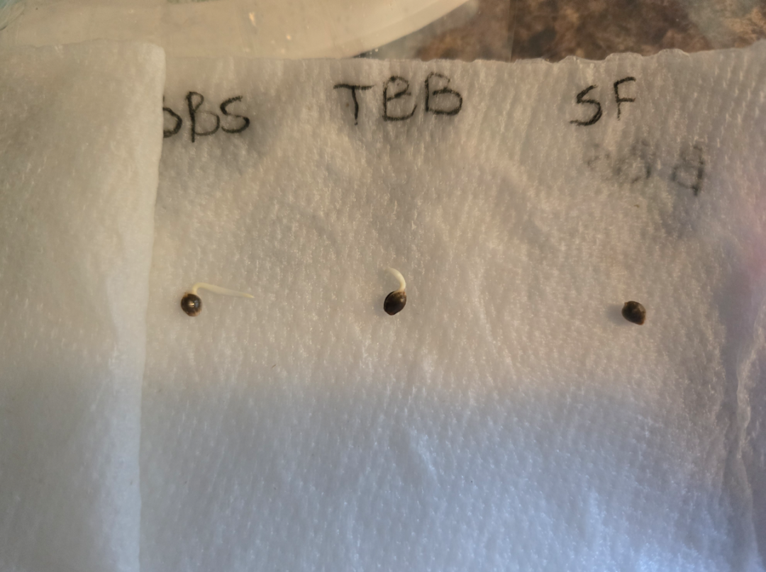 First Selfie Seeds Grow (Blueberry Sugar, Tropical Blueberry, and Sweet Flurry) — journal photo