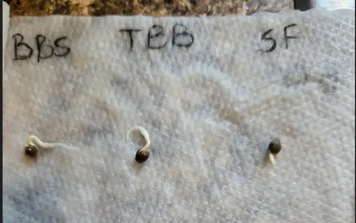 First Selfie Seeds Grow (Blueberry Sugar, Tropical Blueberry, and Sweet Flurry) — journal photo