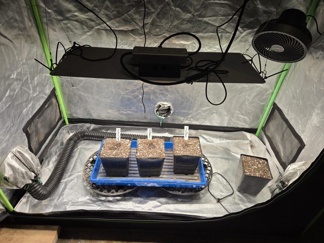 First Selfie Seeds Grow (Blueberry Sugar, Tropical Blueberry, and Sweet Flurry) — journal photo