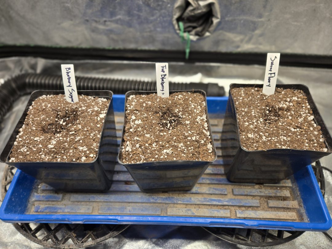 First Selfie Seeds Grow (Blueberry Sugar, Tropical Blueberry, and Sweet Flurry) — journal photo
