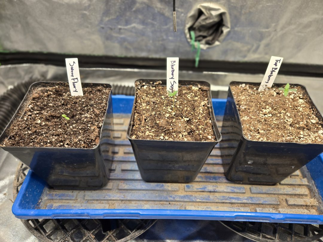 First Selfie Seeds Grow (Blueberry Sugar, Tropical Blueberry, and Sweet Flurry) — journal photo