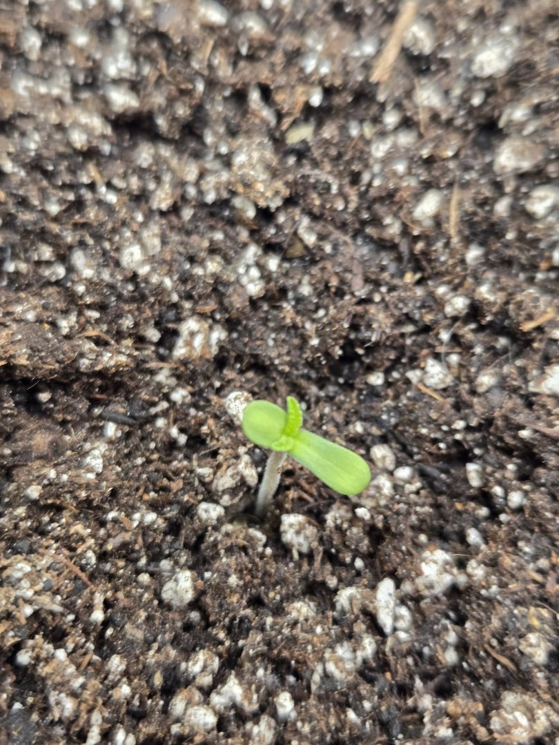 First Selfie Seeds Grow (Blueberry Sugar, Tropical Blueberry, and Sweet Flurry) — journal photo