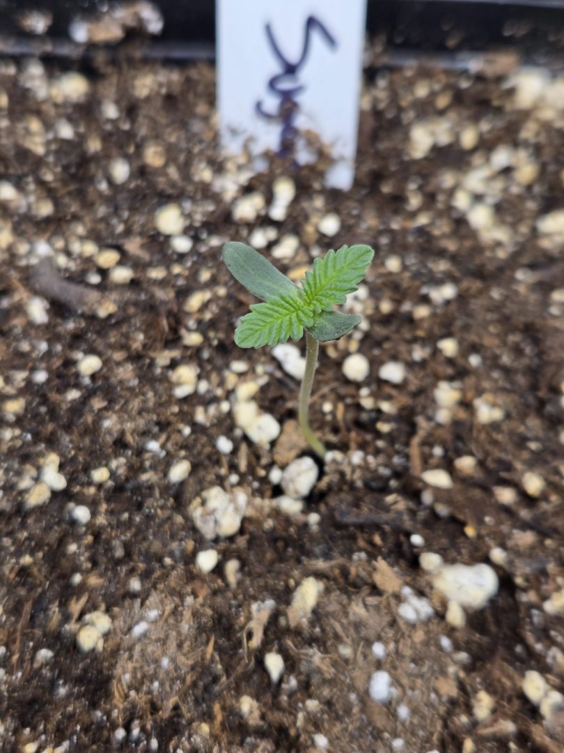 First Selfie Seeds Grow (Blueberry Sugar, Tropical Blueberry, and Sweet Flurry) — journal photo