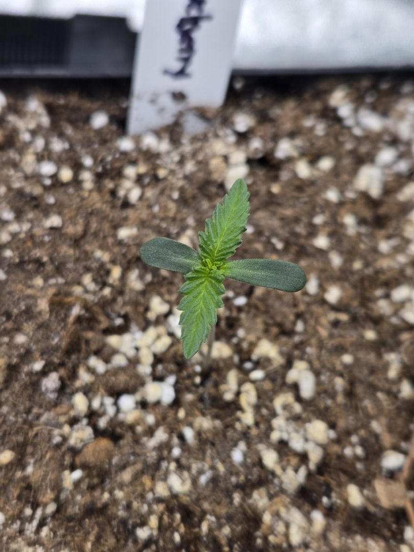 First Selfie Seeds Grow (Blueberry Sugar, Tropical Blueberry, and Sweet Flurry) — journal photo