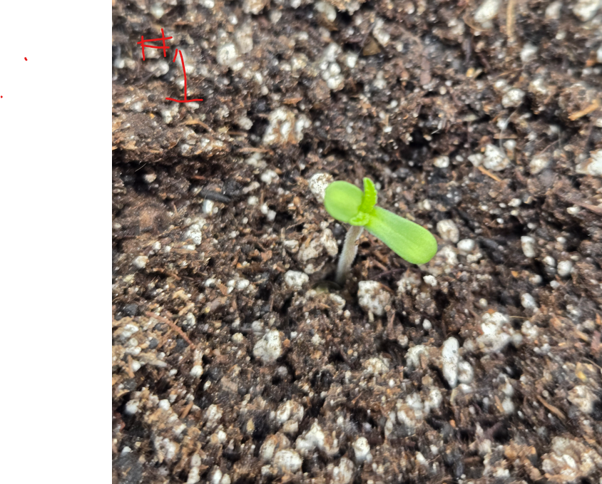 First Selfie Seeds Grow (Blueberry Sugar, Tropical Blueberry, and Sweet Flurry) — journal photo