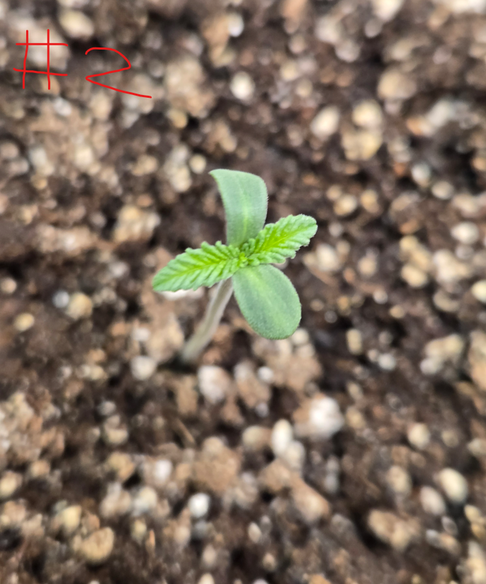 First Selfie Seeds Grow (Blueberry Sugar, Tropical Blueberry, and Sweet Flurry) — journal photo
