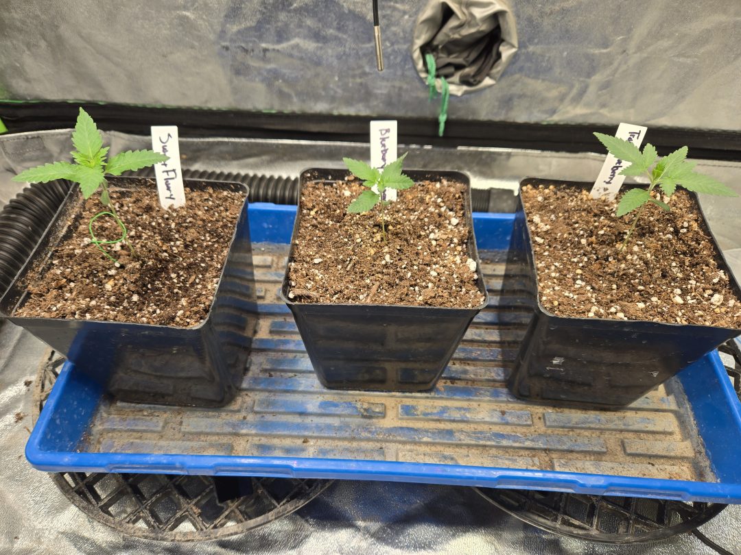 First Selfie Seeds Grow (Blueberry Sugar, Tropical Blueberry, and Sweet Flurry) — journal photo