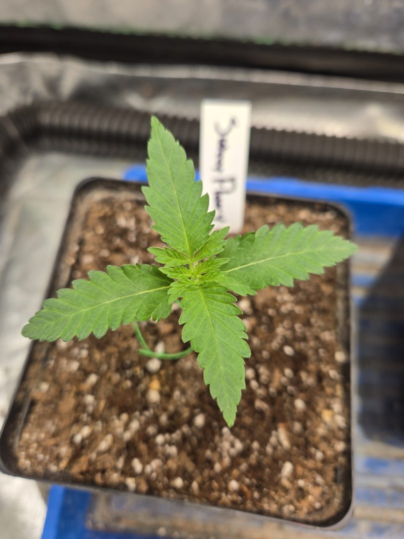 First Selfie Seeds Grow (Blueberry Sugar, Tropical Blueberry, and Sweet Flurry) — journal photo