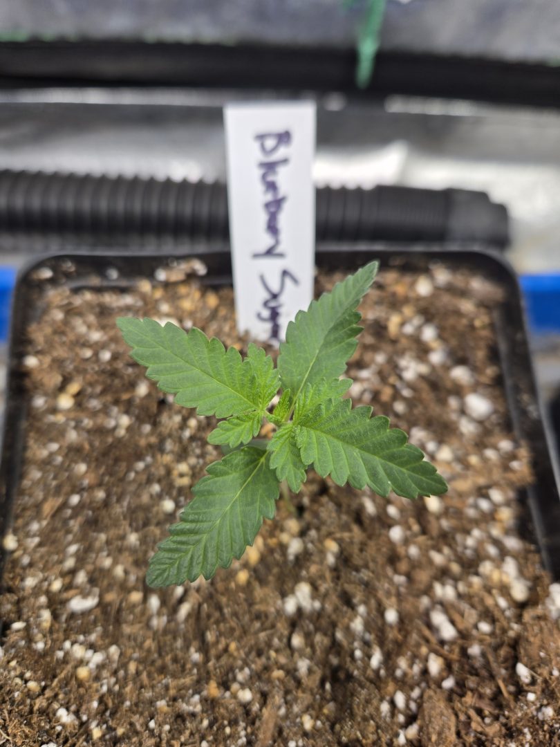 First Selfie Seeds Grow (Blueberry Sugar, Tropical Blueberry, and Sweet Flurry) — journal photo