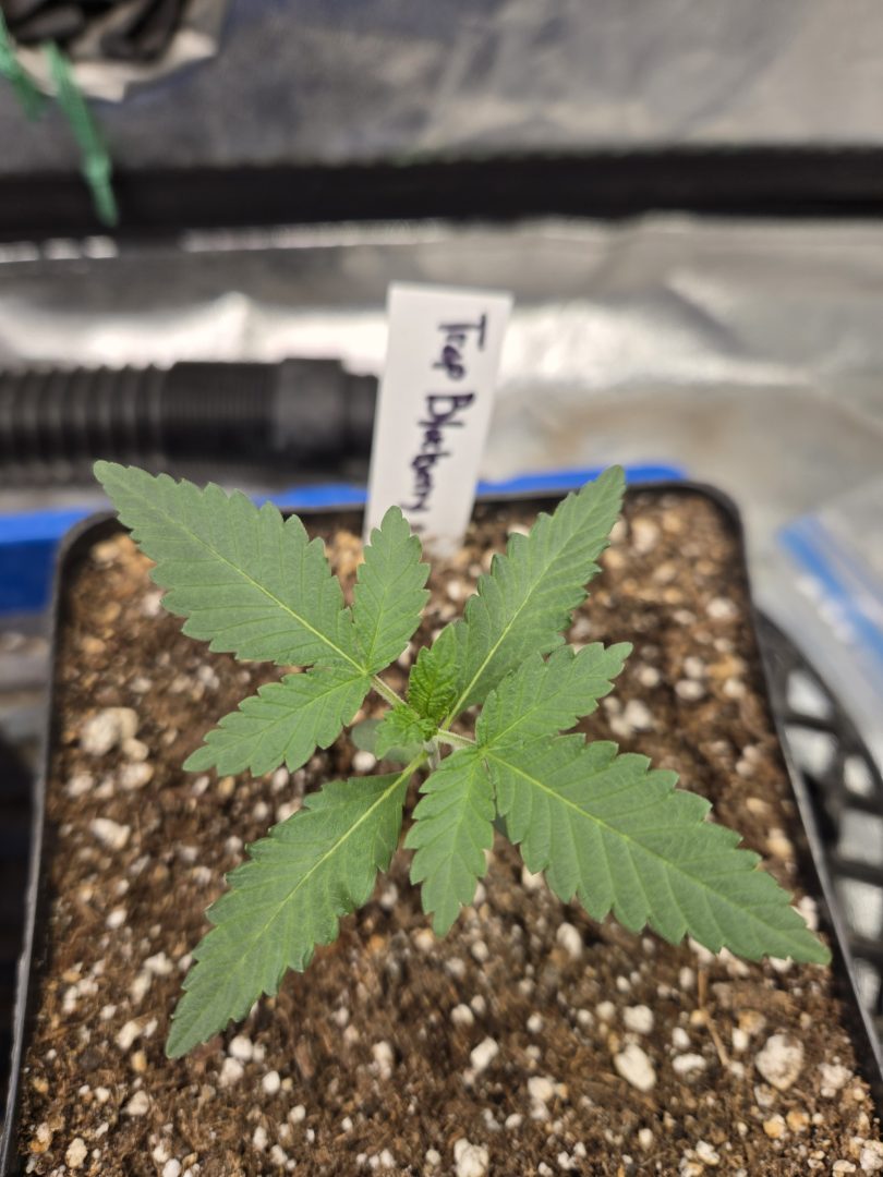 First Selfie Seeds Grow (Blueberry Sugar, Tropical Blueberry, and Sweet Flurry) — journal photo
