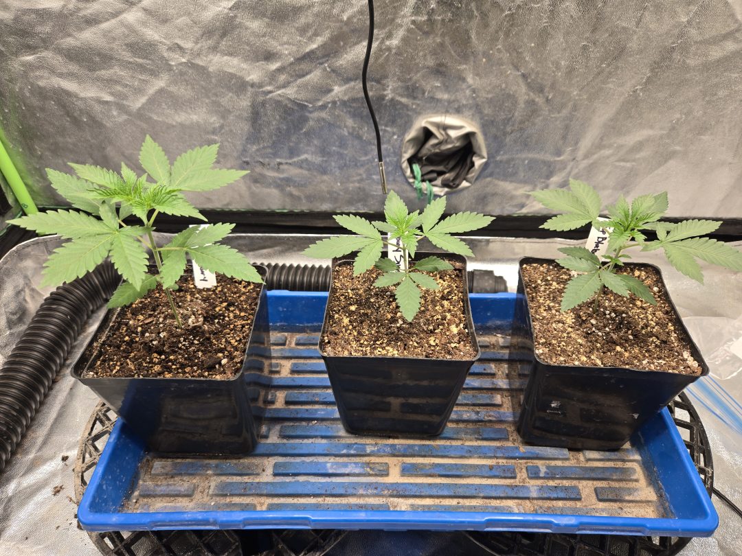 First Selfie Seeds Grow (Blueberry Sugar, Tropical Blueberry, and Sweet Flurry) — journal photo