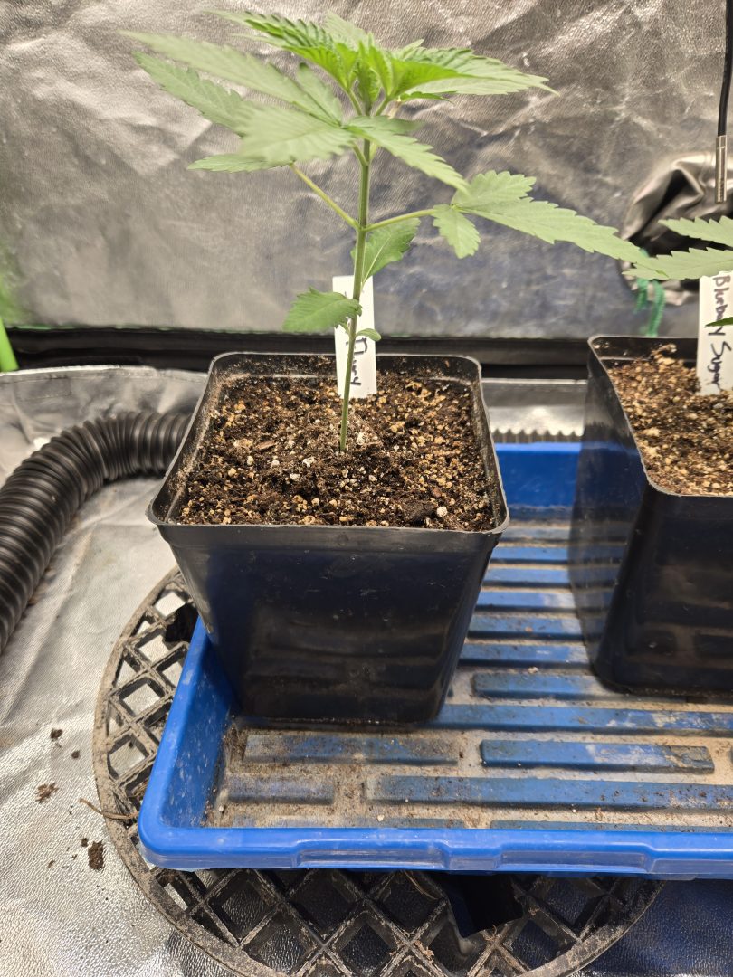 First Selfie Seeds Grow (Blueberry Sugar, Tropical Blueberry, and Sweet Flurry) — journal photo