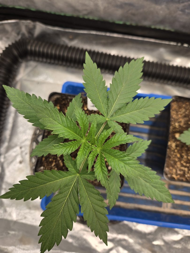 First Selfie Seeds Grow (Blueberry Sugar, Tropical Blueberry, and Sweet Flurry) — journal photo