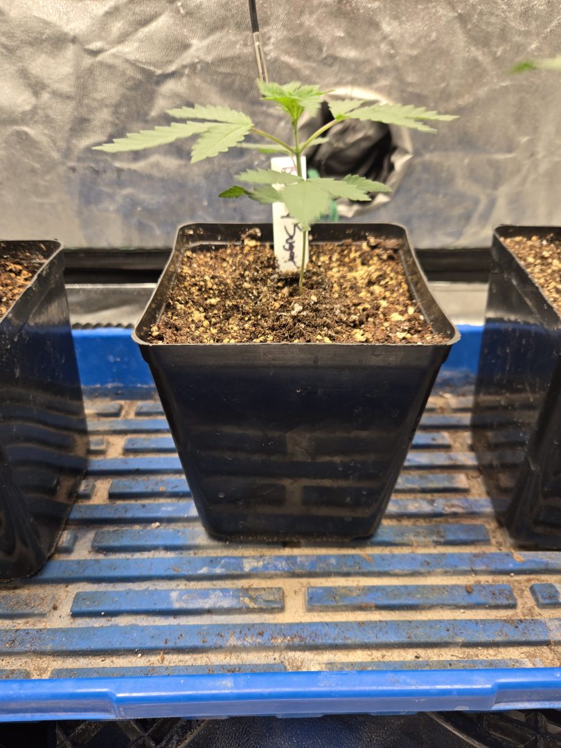 First Selfie Seeds Grow (Blueberry Sugar, Tropical Blueberry, and Sweet Flurry) — journal photo