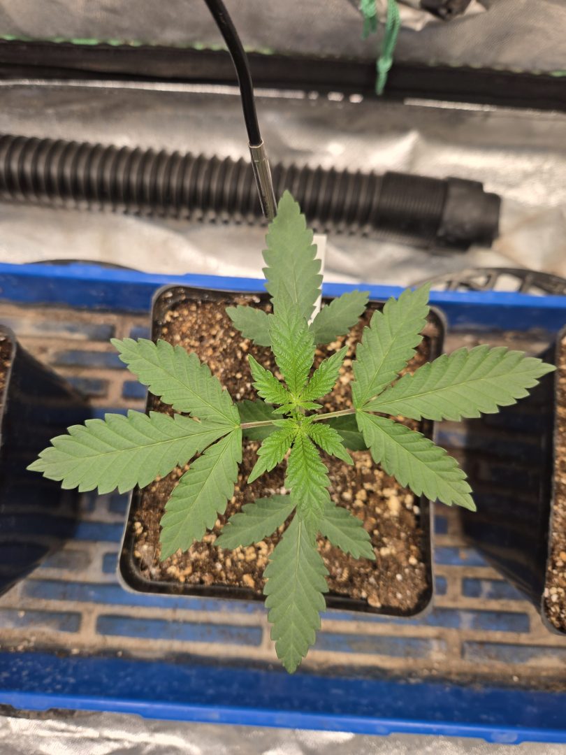 First Selfie Seeds Grow (Blueberry Sugar, Tropical Blueberry, and Sweet Flurry) — journal photo