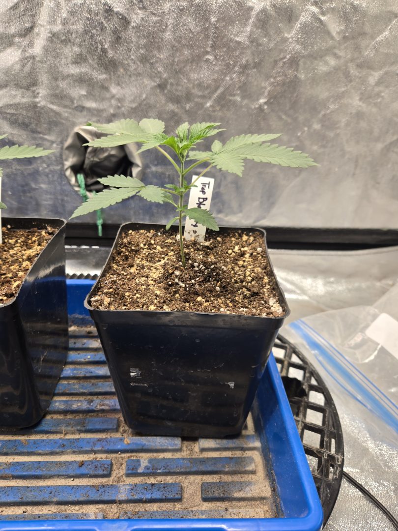 First Selfie Seeds Grow (Blueberry Sugar, Tropical Blueberry, and Sweet Flurry) — journal photo