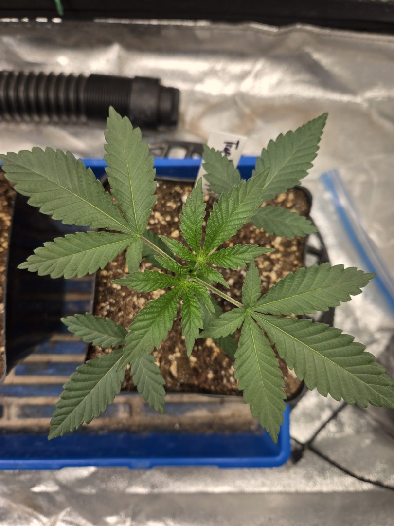 First Selfie Seeds Grow (Blueberry Sugar, Tropical Blueberry, and Sweet Flurry) — journal photo