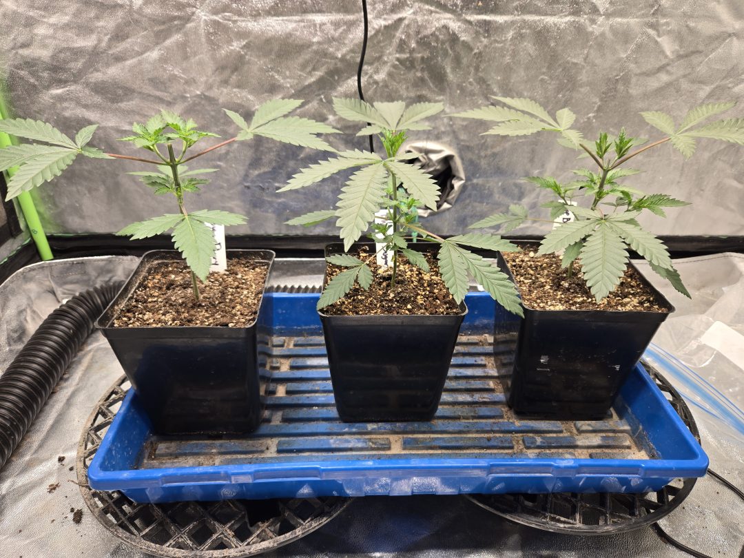 First Selfie Seeds Grow (Blueberry Sugar, Tropical Blueberry, and Sweet Flurry) — journal photo