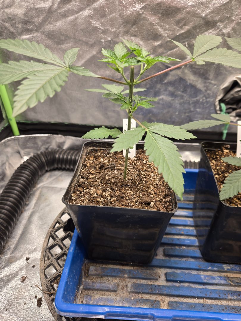 First Selfie Seeds Grow (Blueberry Sugar, Tropical Blueberry, and Sweet Flurry) — journal photo
