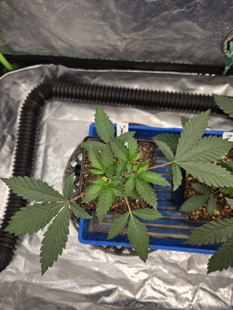 First Selfie Seeds Grow (Blueberry Sugar, Tropical Blueberry, and Sweet Flurry) — journal photo