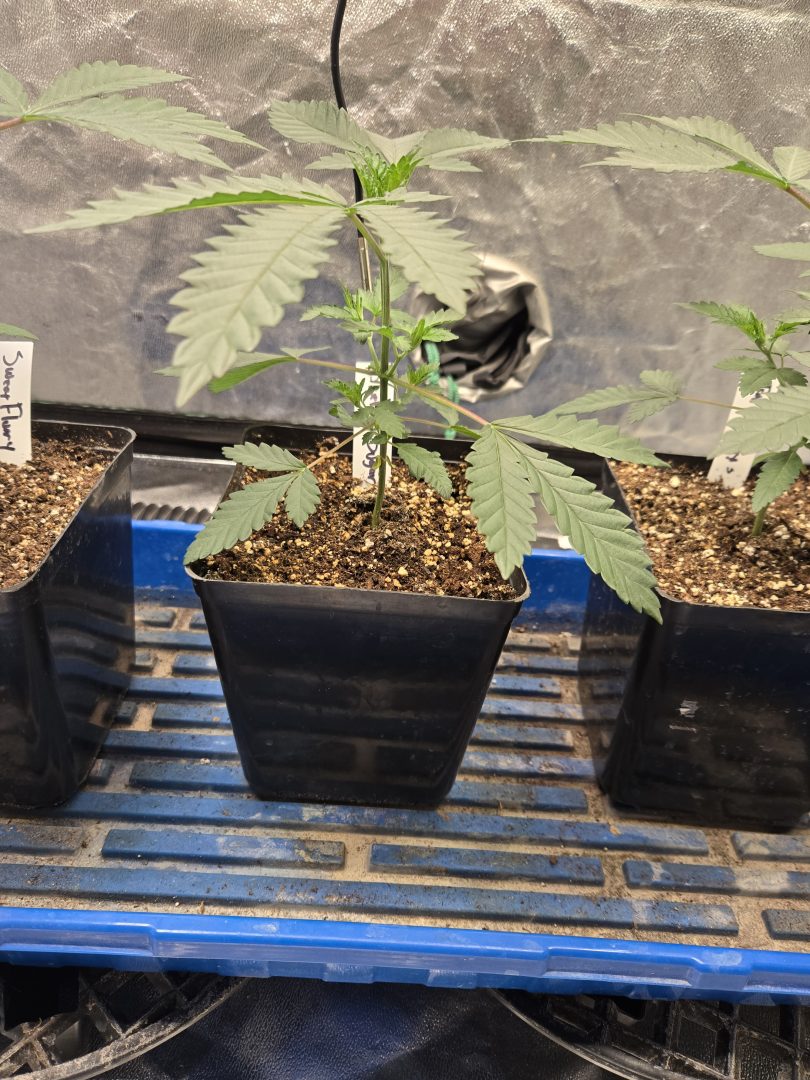 First Selfie Seeds Grow (Blueberry Sugar, Tropical Blueberry, and Sweet Flurry) — journal photo