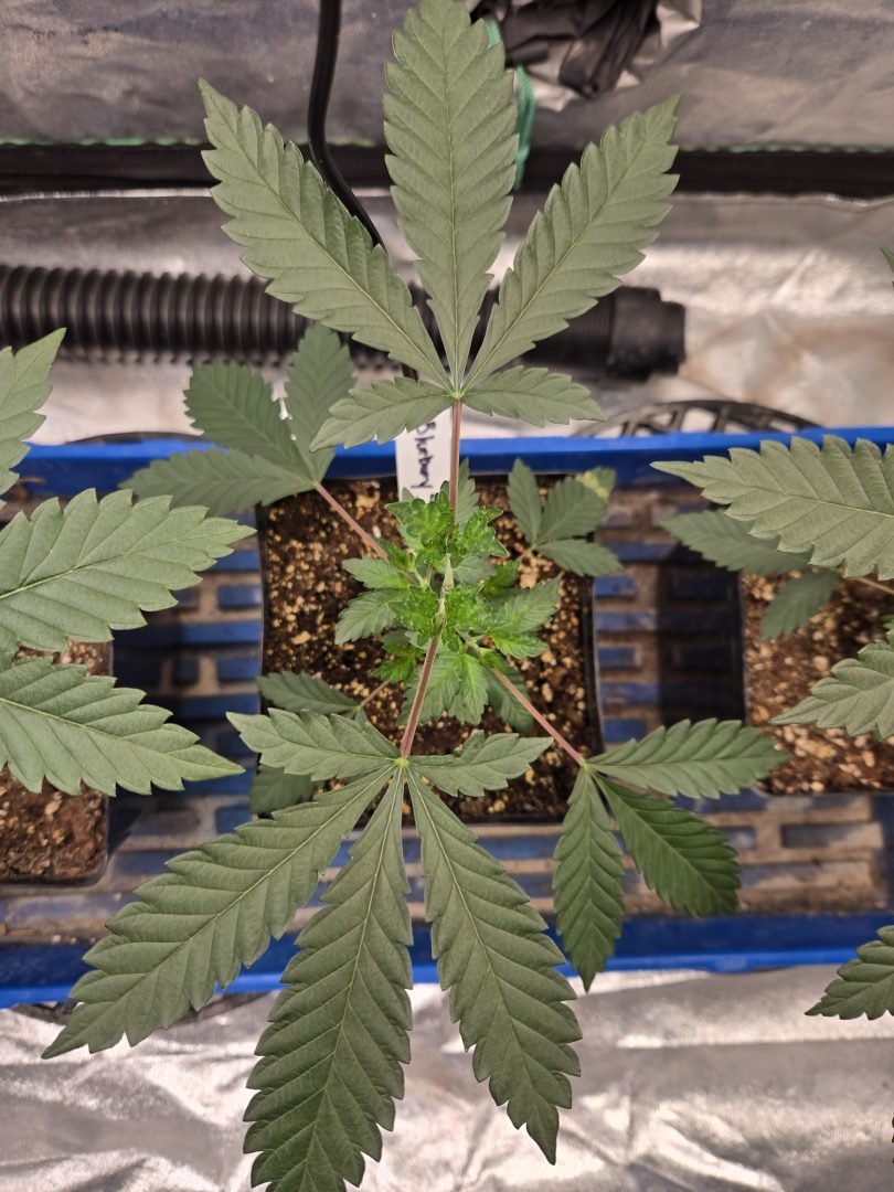 First Selfie Seeds Grow (Blueberry Sugar, Tropical Blueberry, and Sweet Flurry) — journal photo