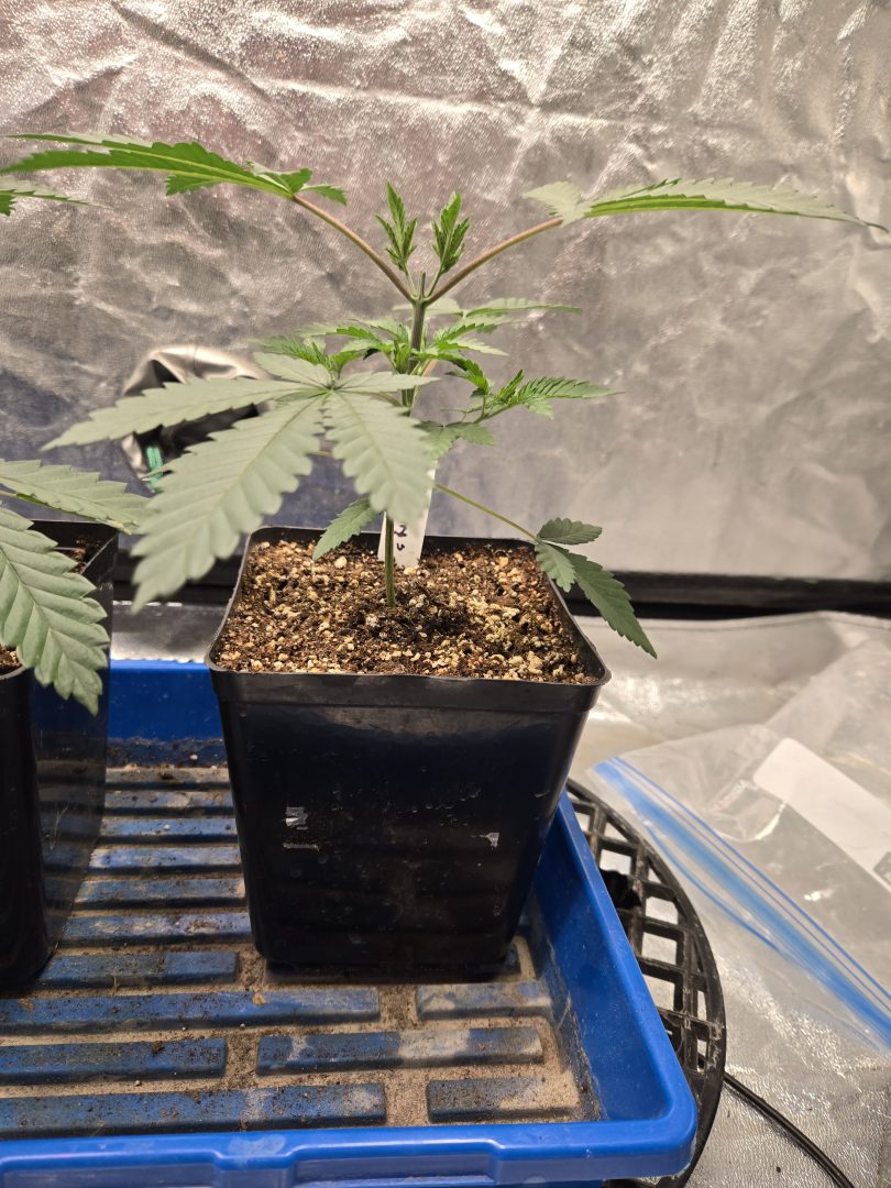 First Selfie Seeds Grow (Blueberry Sugar, Tropical Blueberry, and Sweet Flurry) — journal photo