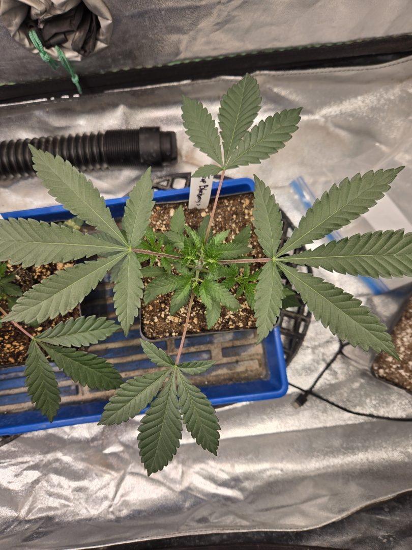 First Selfie Seeds Grow (Blueberry Sugar, Tropical Blueberry, and Sweet Flurry) — journal photo