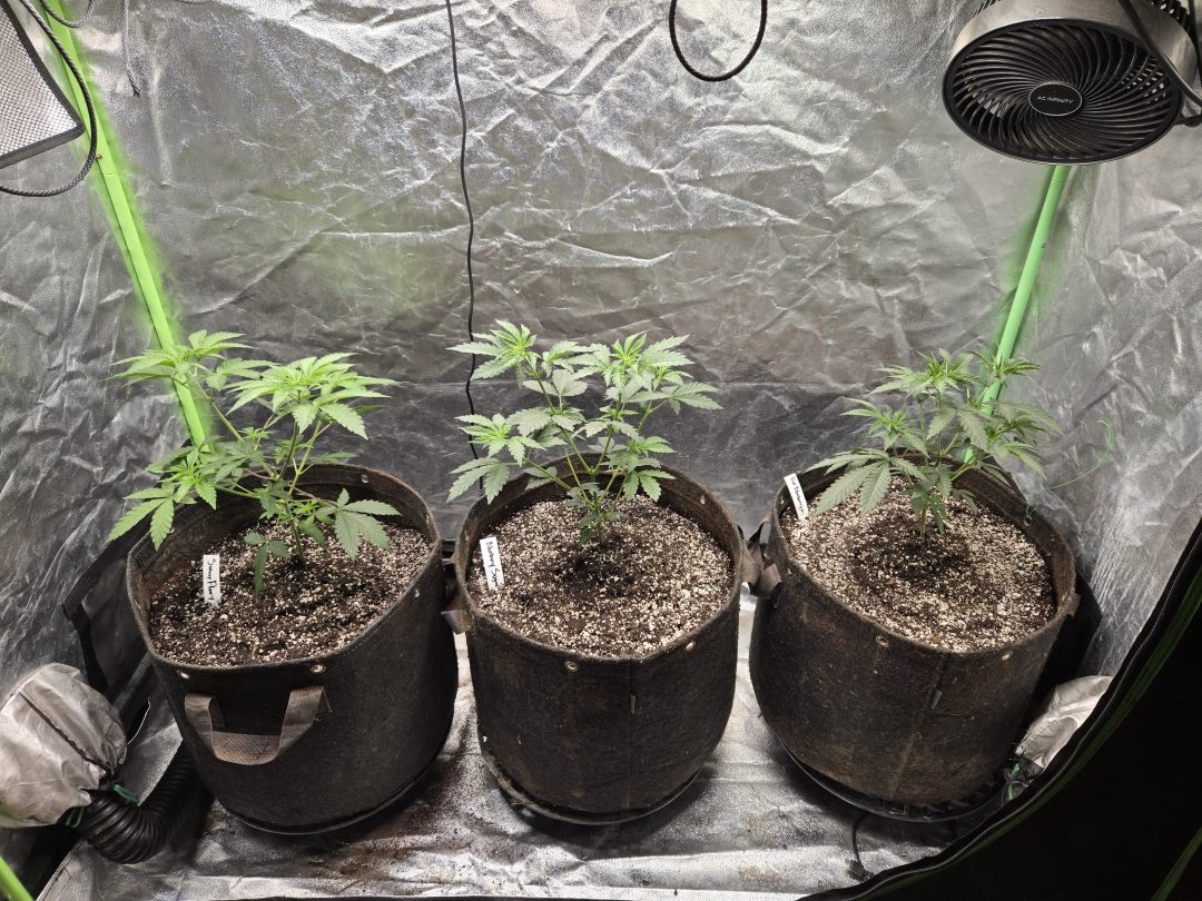 First Selfie Seeds Grow (Blueberry Sugar, Tropical Blueberry, and Sweet Flurry) — journal photo