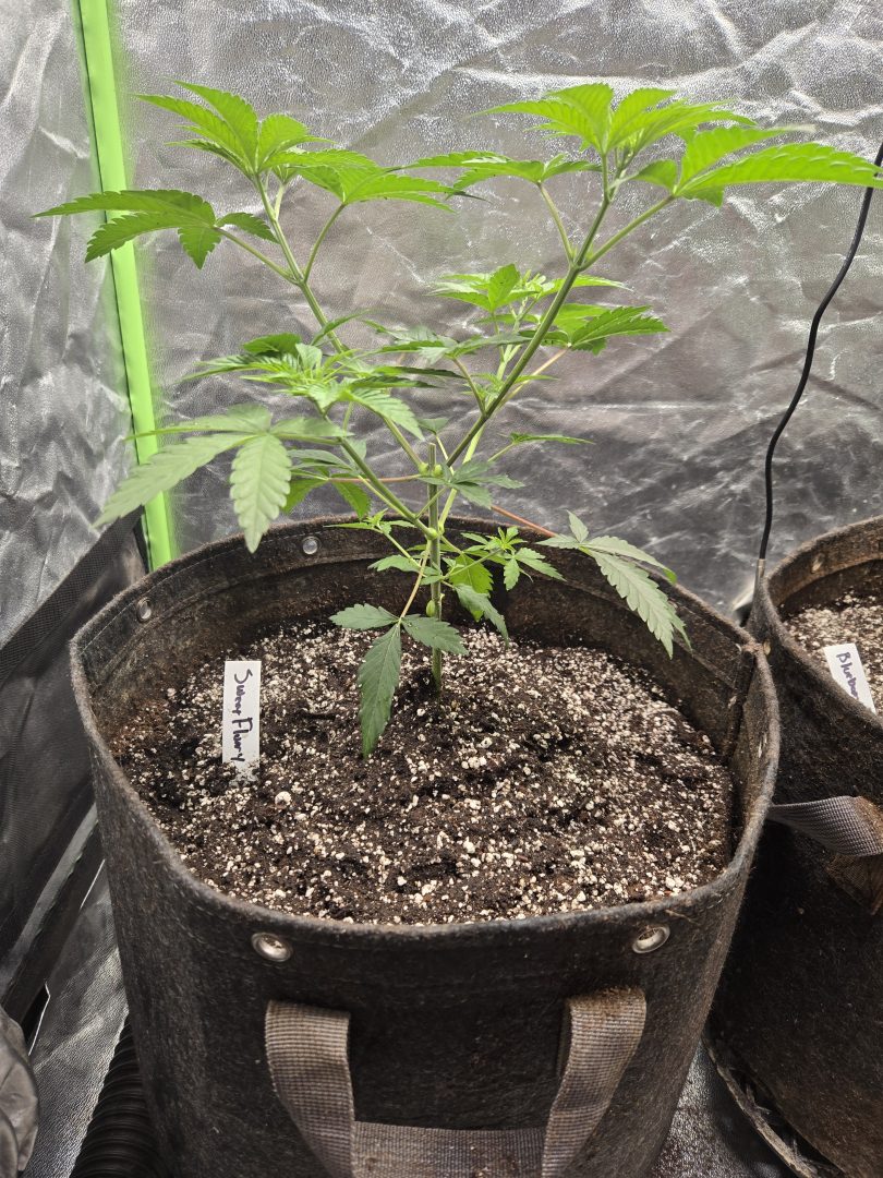 First Selfie Seeds Grow (Blueberry Sugar, Tropical Blueberry, and Sweet Flurry) — journal photo