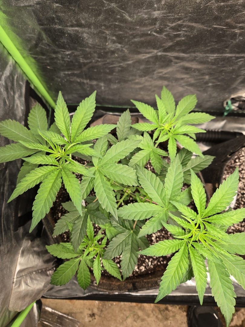 First Selfie Seeds Grow (Blueberry Sugar, Tropical Blueberry, and Sweet Flurry) — journal photo