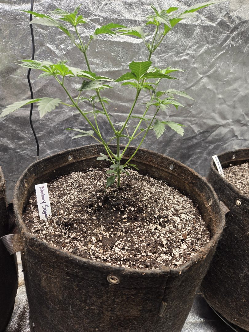 First Selfie Seeds Grow (Blueberry Sugar, Tropical Blueberry, and Sweet Flurry) — journal photo