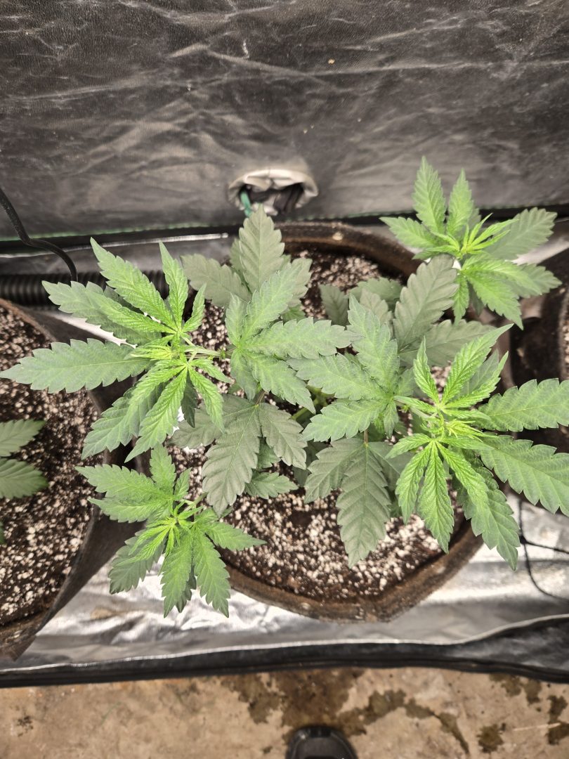First Selfie Seeds Grow (Blueberry Sugar, Tropical Blueberry, and Sweet Flurry) — journal photo
