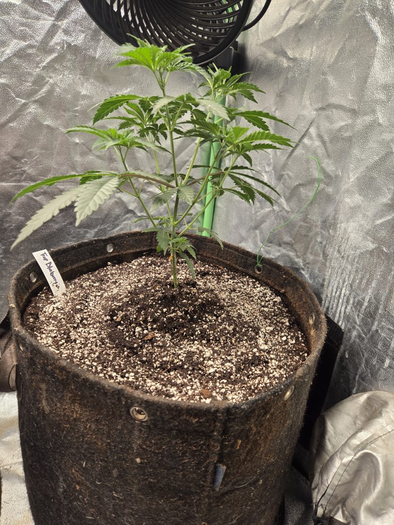First Selfie Seeds Grow (Blueberry Sugar, Tropical Blueberry, and Sweet Flurry) — journal photo
