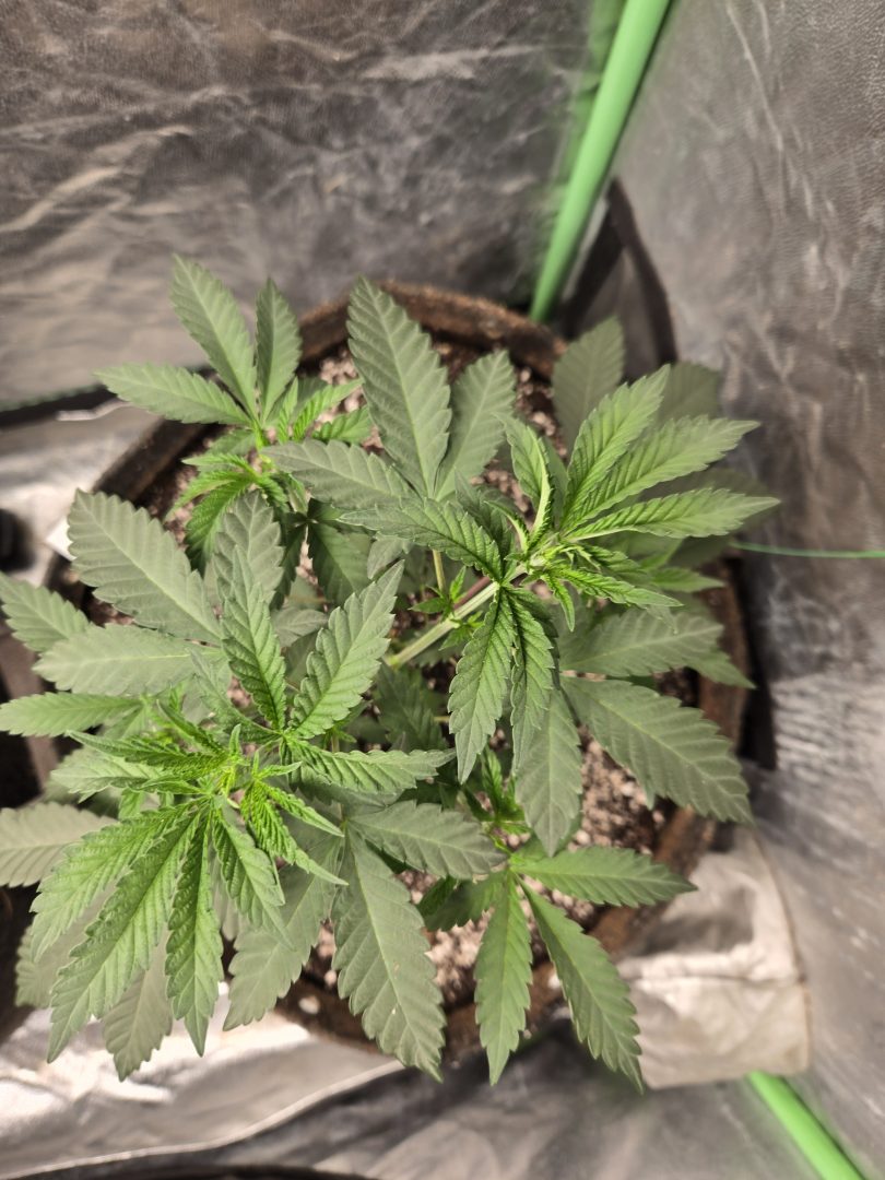 First Selfie Seeds Grow (Blueberry Sugar, Tropical Blueberry, and Sweet Flurry) — journal photo
